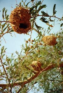 Close-up of Nests of Weaver Birds