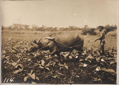 Farmer with water buffalo