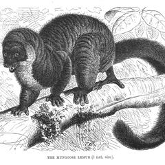 The Mungoose Lemur (1/7 nat. size)