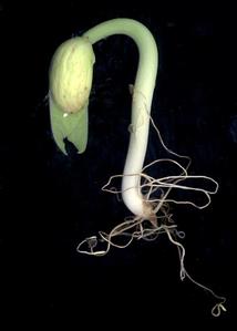 Young bean seedling with a hooked hypocotyl