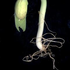 Young bean seedling with a hooked hypocotyl