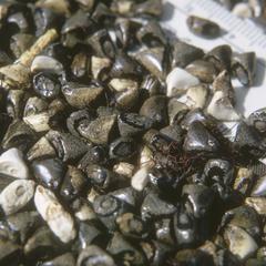Teosinte "seeds" (fruit cases), Morelia