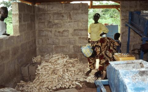 Women with cassava