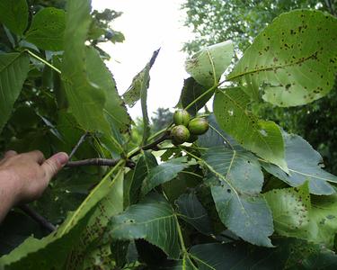 Carya ovata - fruiting bough