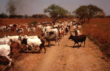 Cattle on the Move During the Dry Season