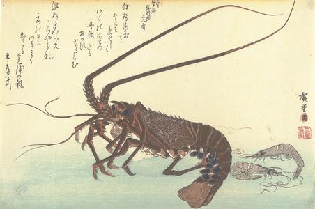 Two Shrimp and Lobster, from a series of Fish Subjects