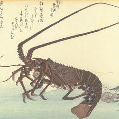 Two Shrimp and Lobster, from a series of Fish Subjects