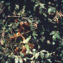 Piliocolobus badius