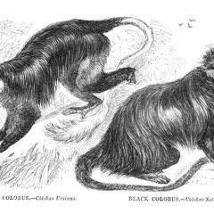 Ursine Colobus and Black Colobus
