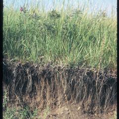 Prairie soil in Kansas