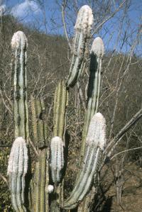 Cereus cactus at San Cristobal