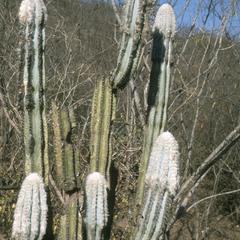 Cereus cactus at San Cristobal