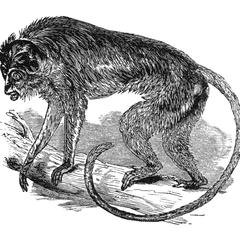Climbing Macaque Print
