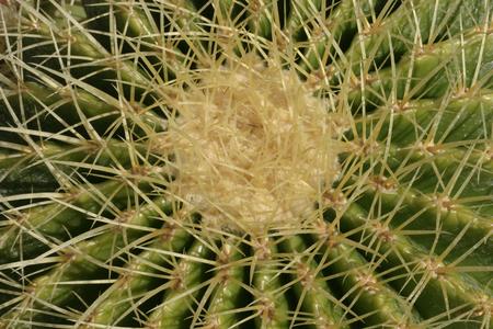 Modified leaves - spines of cactus