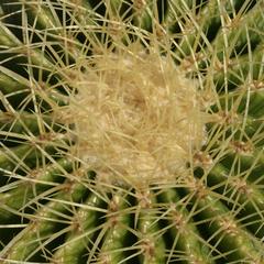 Modified leaves - spines of cactus