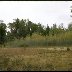 Jack pine area under fire management; aspen clone in Necedah Oak-Pine Forest, State Natural Area