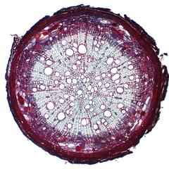 Cross section of a woody basswood root