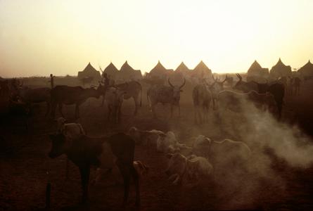 Cattle at Dusk
