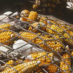 Ears of corn (Zea mays) from village east of Canton Cahzuilmil