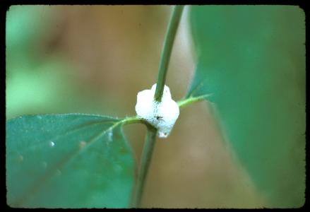 Spittle bug foam on white snakeroot plant