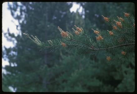 Jack pine showing male and female cones, Grady Tract, University of Wisconsin Arboretum