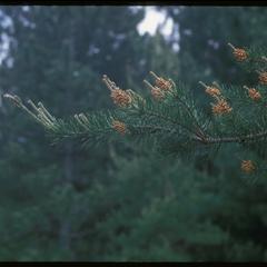 Jack pine showing male and female cones, Grady Tract, University of Wisconsin Arboretum