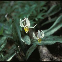 Erythronium albidum, Abraham's Woods, State Natural Area