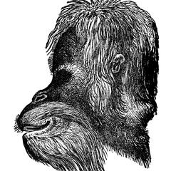 Adult Male Orangutan Print