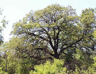Bur oak