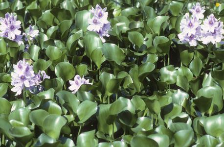 Water hyacinth (Eichhornia crassipes), Chapala