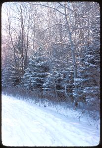 Northern upland forest in winter