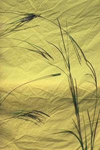 Tripsacum grass specimen, collected west of Rancho Nuevo