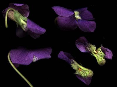 Composite with dissected flower of Viola papilionacea