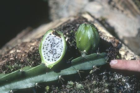 Cut-open fruit of a cactus epiphyte in cloud forest