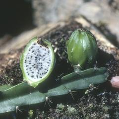 Cut-open fruit of a cactus epiphyte in cloud forest