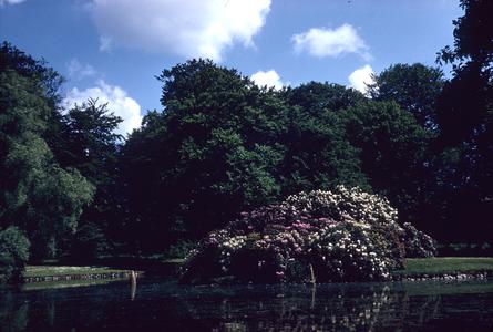 Pond and flowering trees
