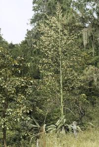 Furcraea, an Agave relative, north of Tegucigalpa