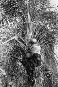Palm Wine Tapper Exchanging Containers