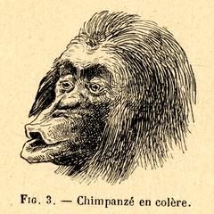 Chimpanzé en colère