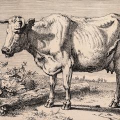 The Cow with the Crumpled Horn
