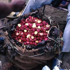 Red and White Kola Nuts