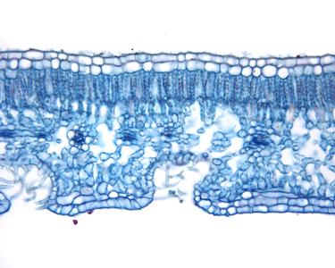Cross section of a leaf blade of Nerium oleander - a xeromorphic plant