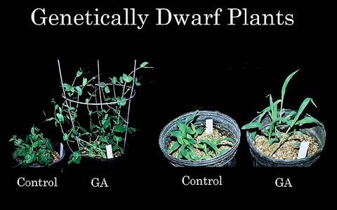 Genetically dwarf plants of pea and corn - GA treated and controls