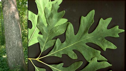 Trunk and leaf of white oak