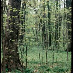 Maple seedlings and saplings at Abraham's Woods, State Natural Area