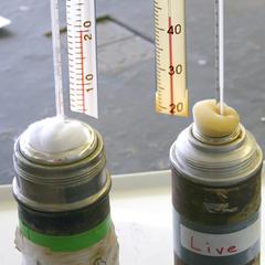 Thermoses with living or dead grains with thermometer