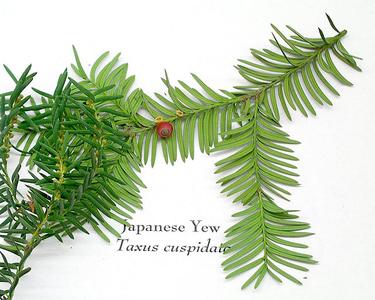 Japanese yew with a mature ovule