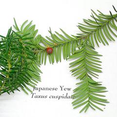 Japanese yew with a mature ovule