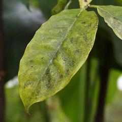 Gnetum gnetum leaf