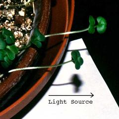 Phototropism of radish